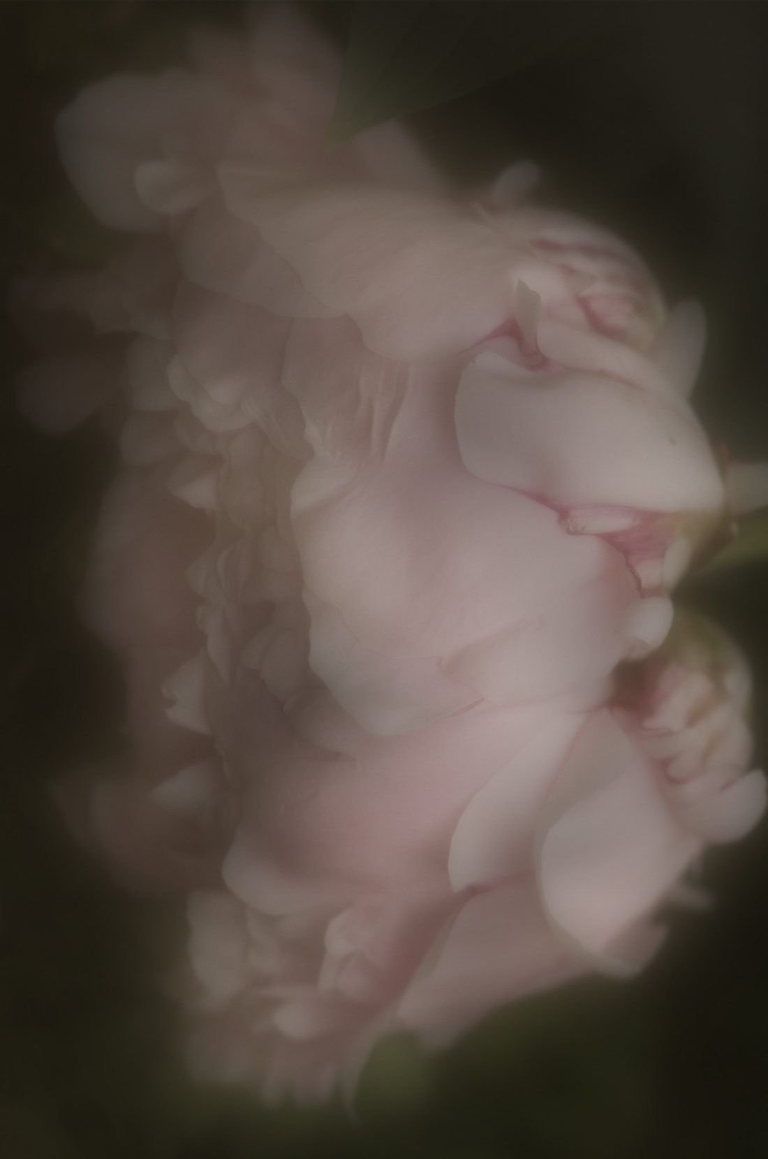 MARIA DEL PILAR MORENO